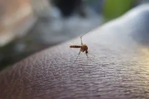 가을 모기 사진