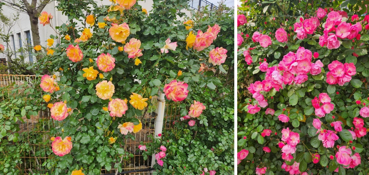 북촌에가면-장미 2