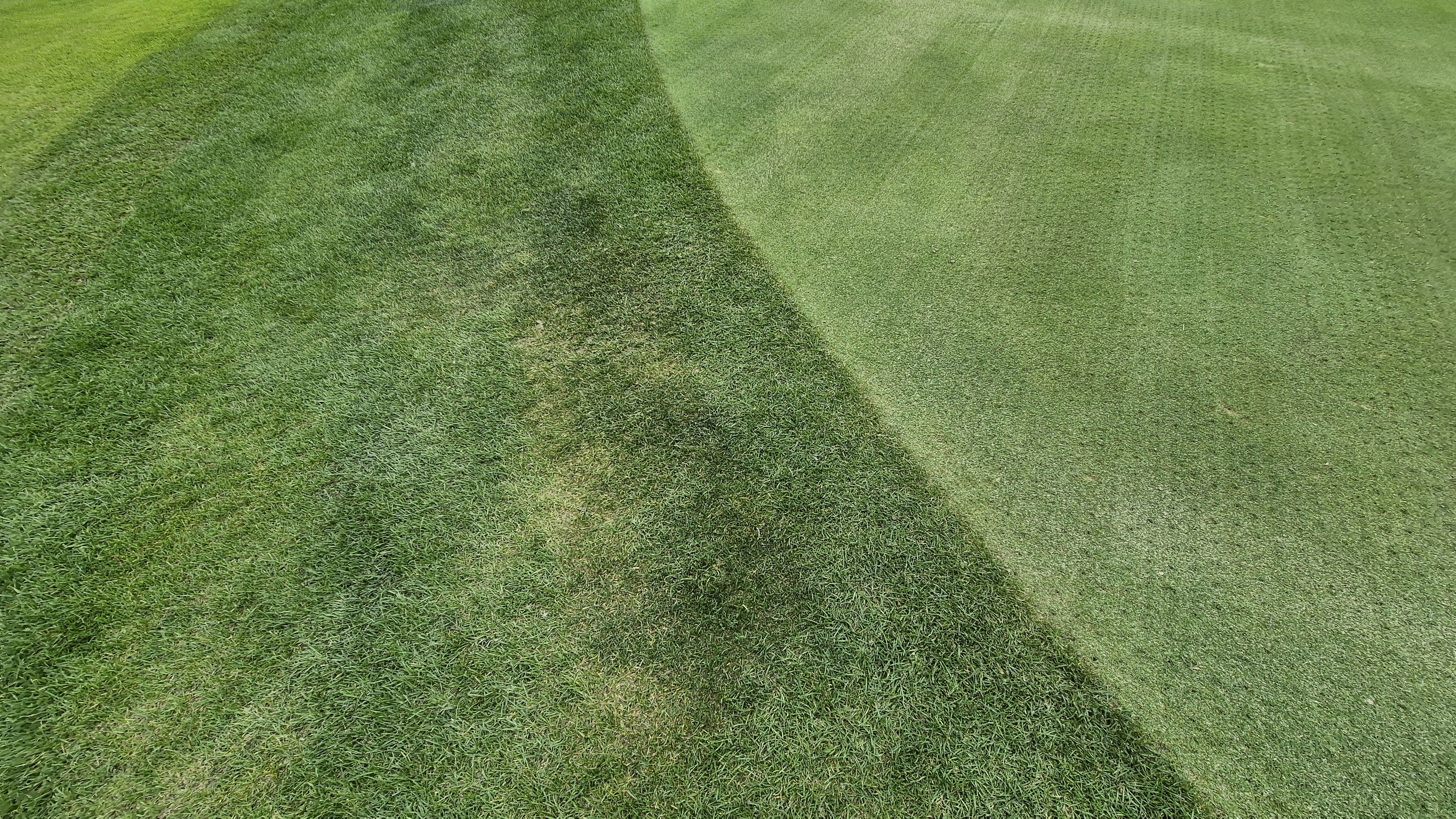 파인스톤cc 그린 관리 상태