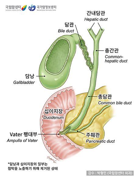 담관의 구조