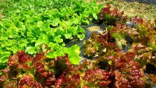 상추-홍상추-청상추-수확시기