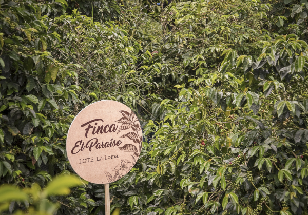 커피 나무 사이에 FInca El Paraise라고 쓰인 팻말이 있다.