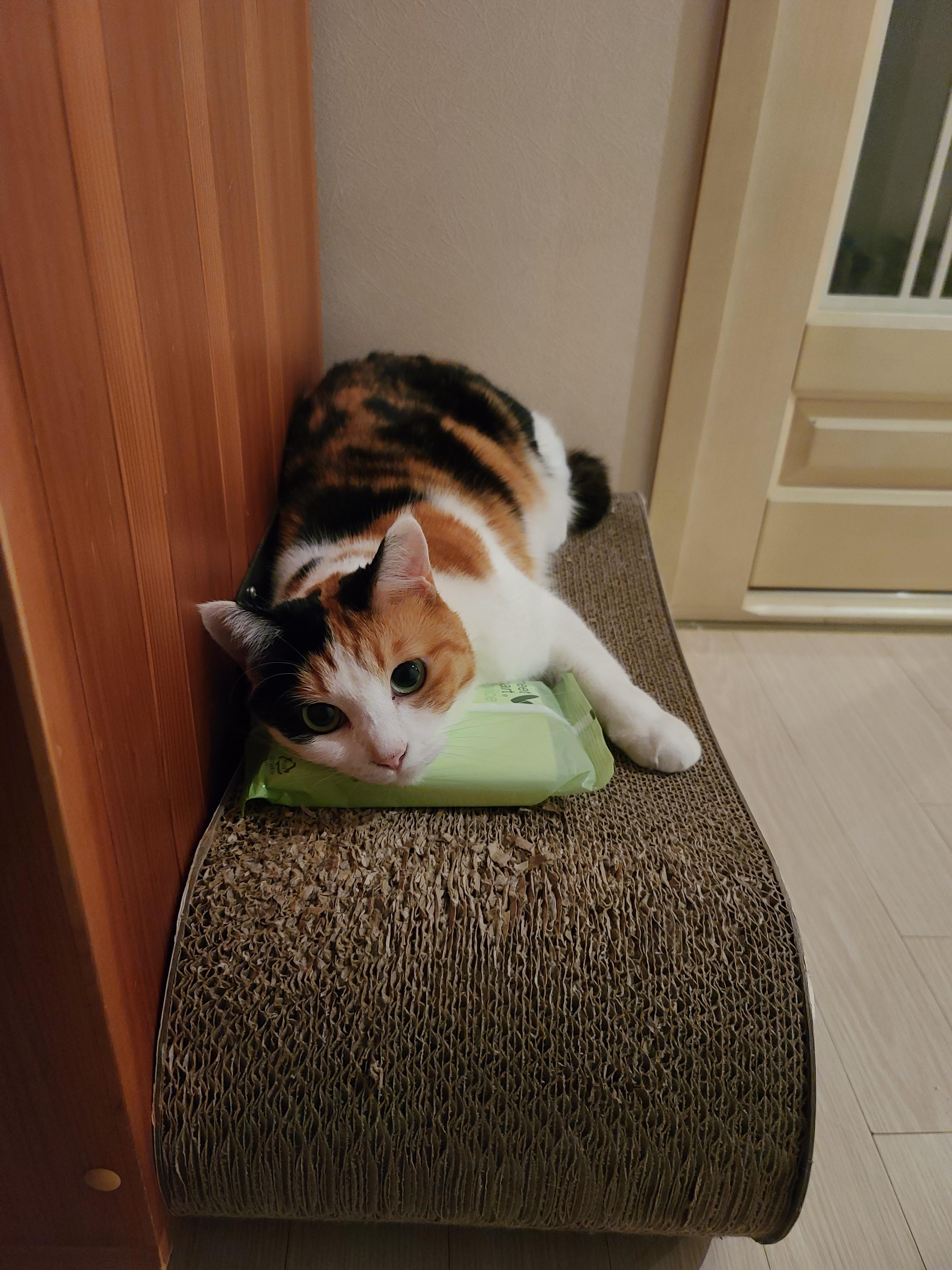 거봐요~ 고양이들 주변사물 활용 잘 한다니깐 ㅋㅋㅋ. 똑똑한 고양이들.