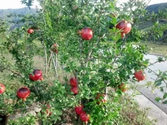 석류 재배 전정 요령 착과 관리 고온 피해 예방_4