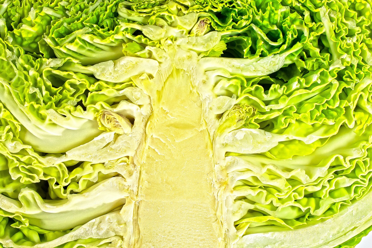 초보자도 쉽게 따라하는 맛있는 김장 배추 고르는 법