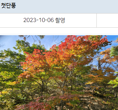 서울 단풍 절정시기