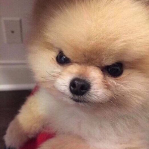 째려보는 강아지 모습