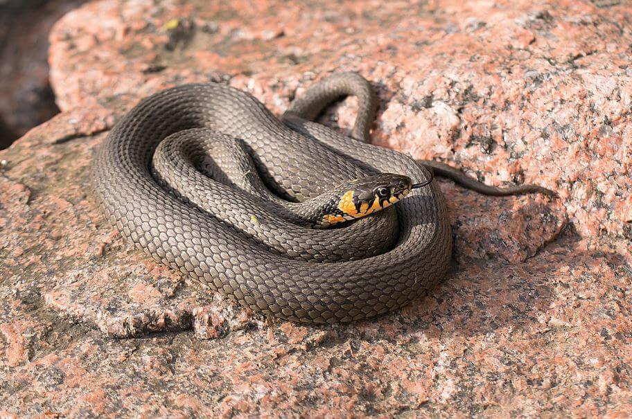 또아리를 트고 있는 뱀의 모습