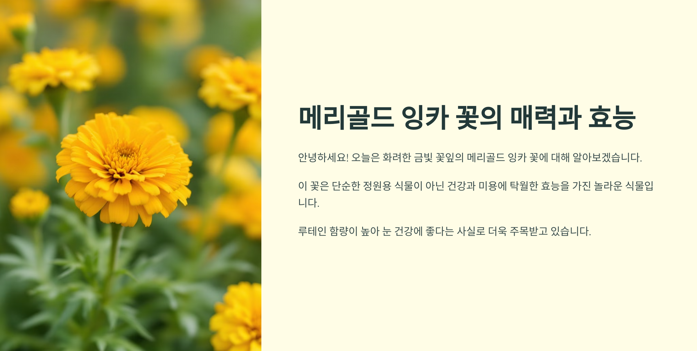 메리골드 잉카 꽃