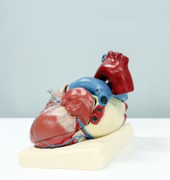 심근경색 전조증상 원인 예방법