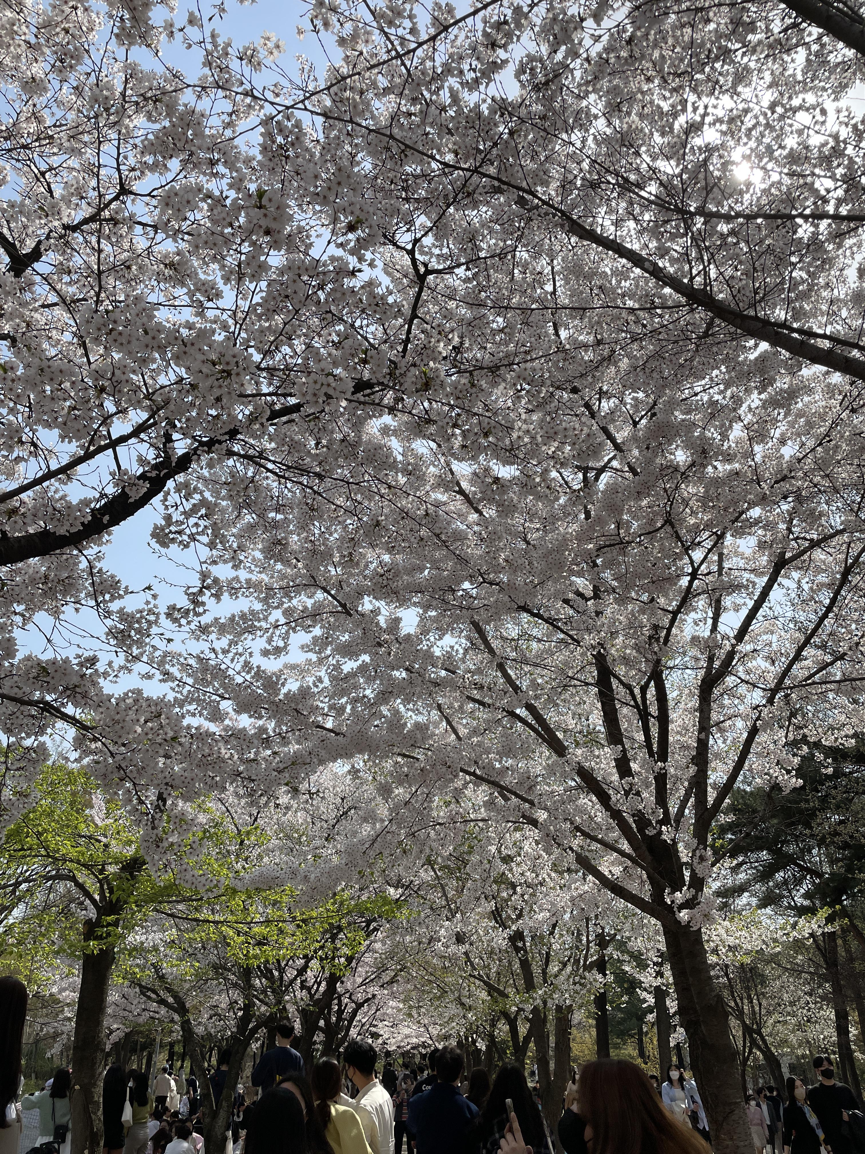 서울숲 벚꽃