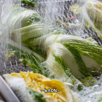 절임배추 20kg 몇포기