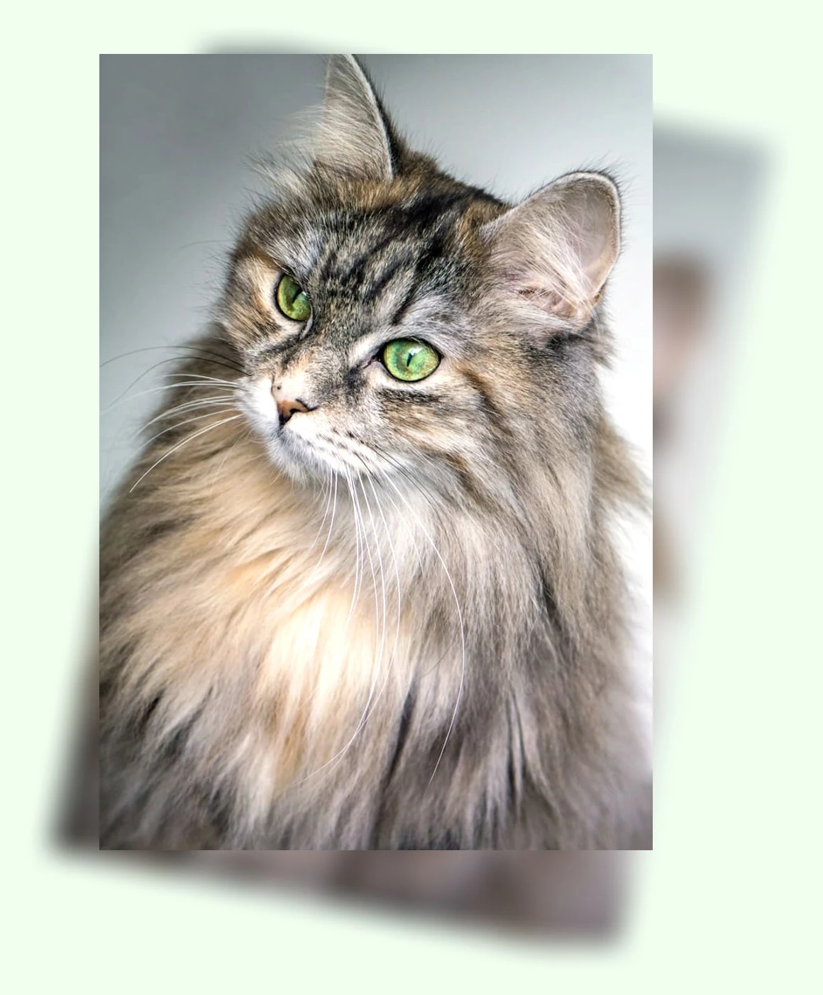 고양이 행동_3_subsection