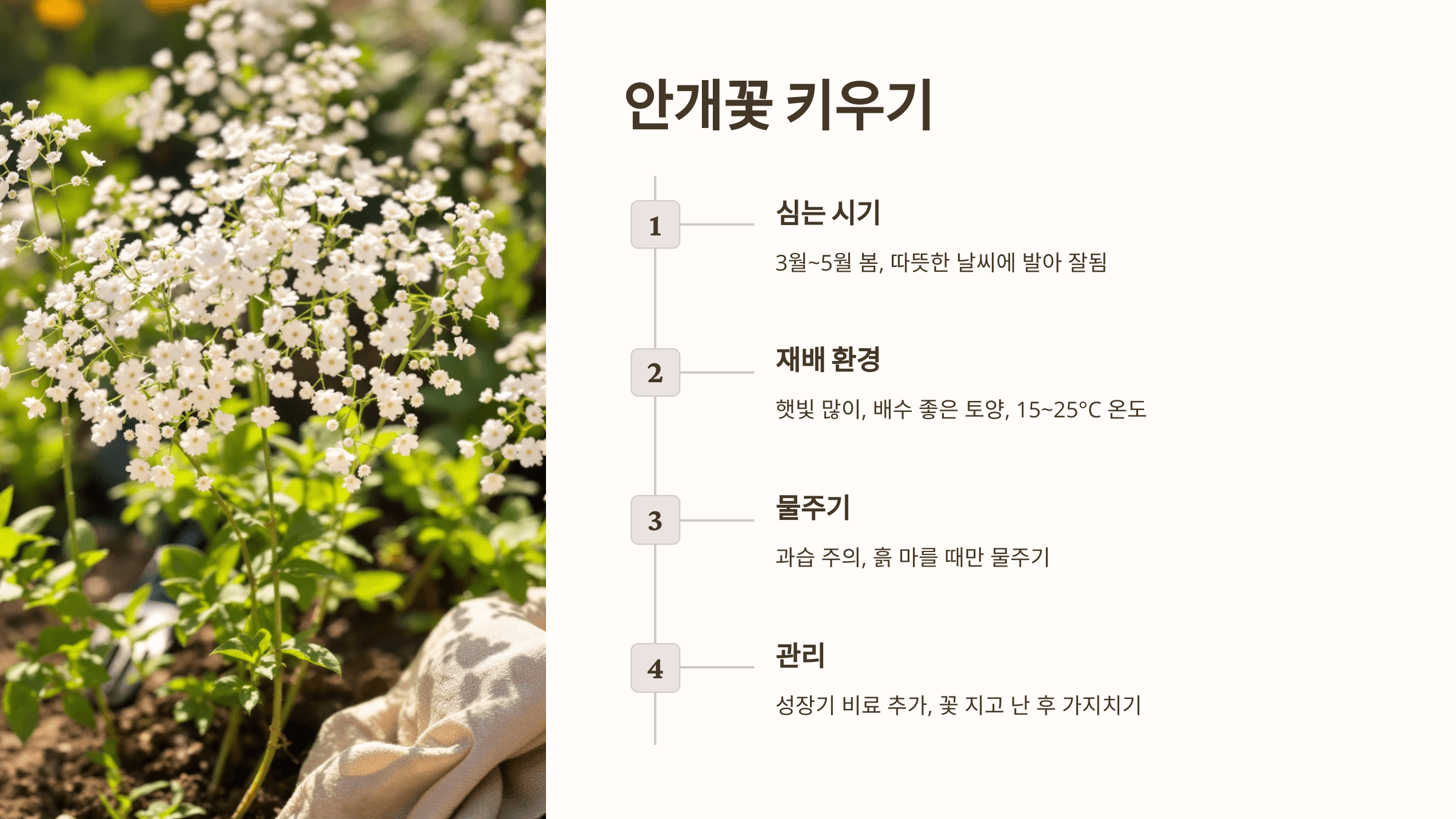 안개꽃 사진입니다.