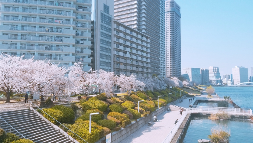 스미다가와 주변의 벚나무들