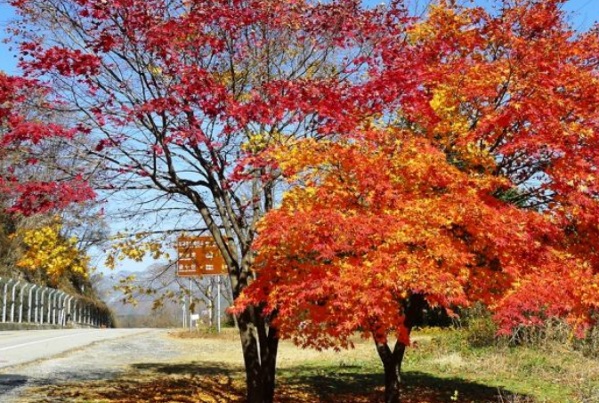 2025 월악산 단풍 절정 시기! 가을 명소 &amp; 등산 코스 완벽 정리