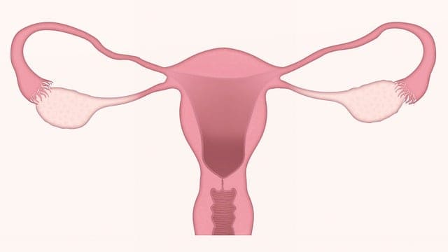 라이코펜 효능