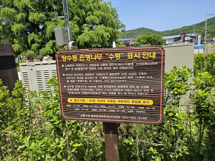 장수동 은행나무 수령 표시 안내판