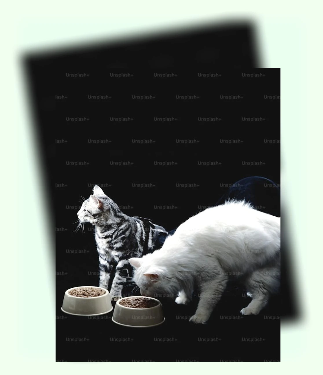 고양이 비만 관리_3_subsection