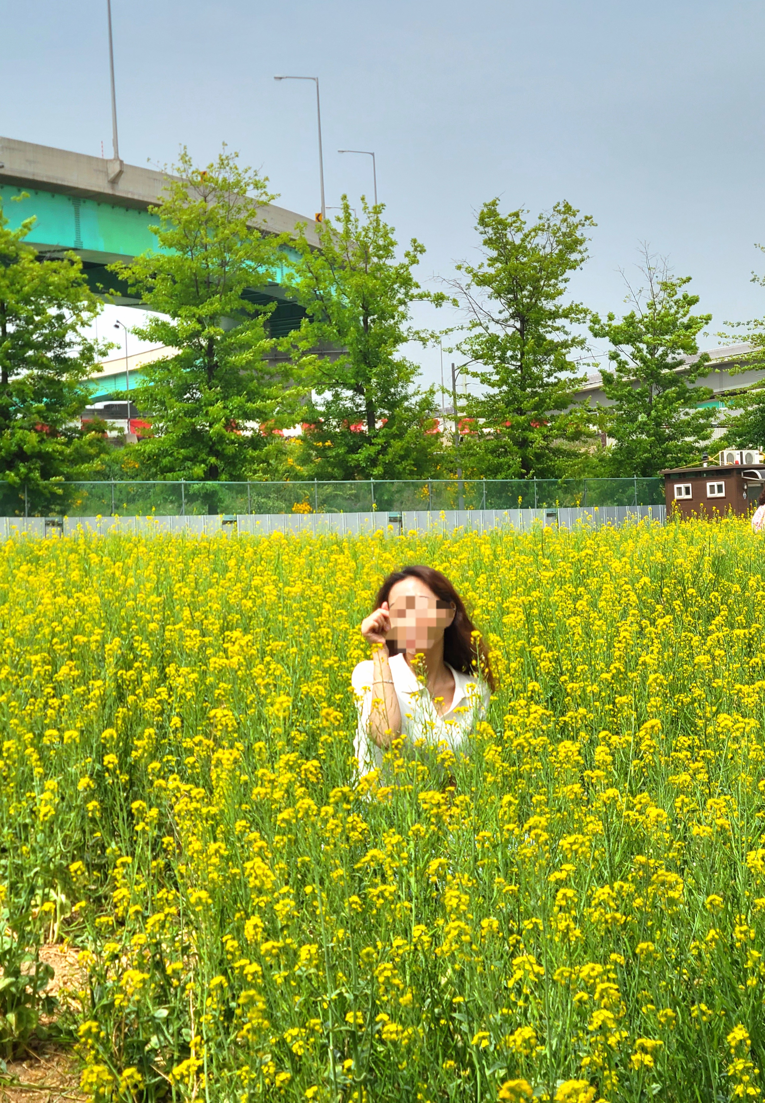 전국 유채꽃 명소