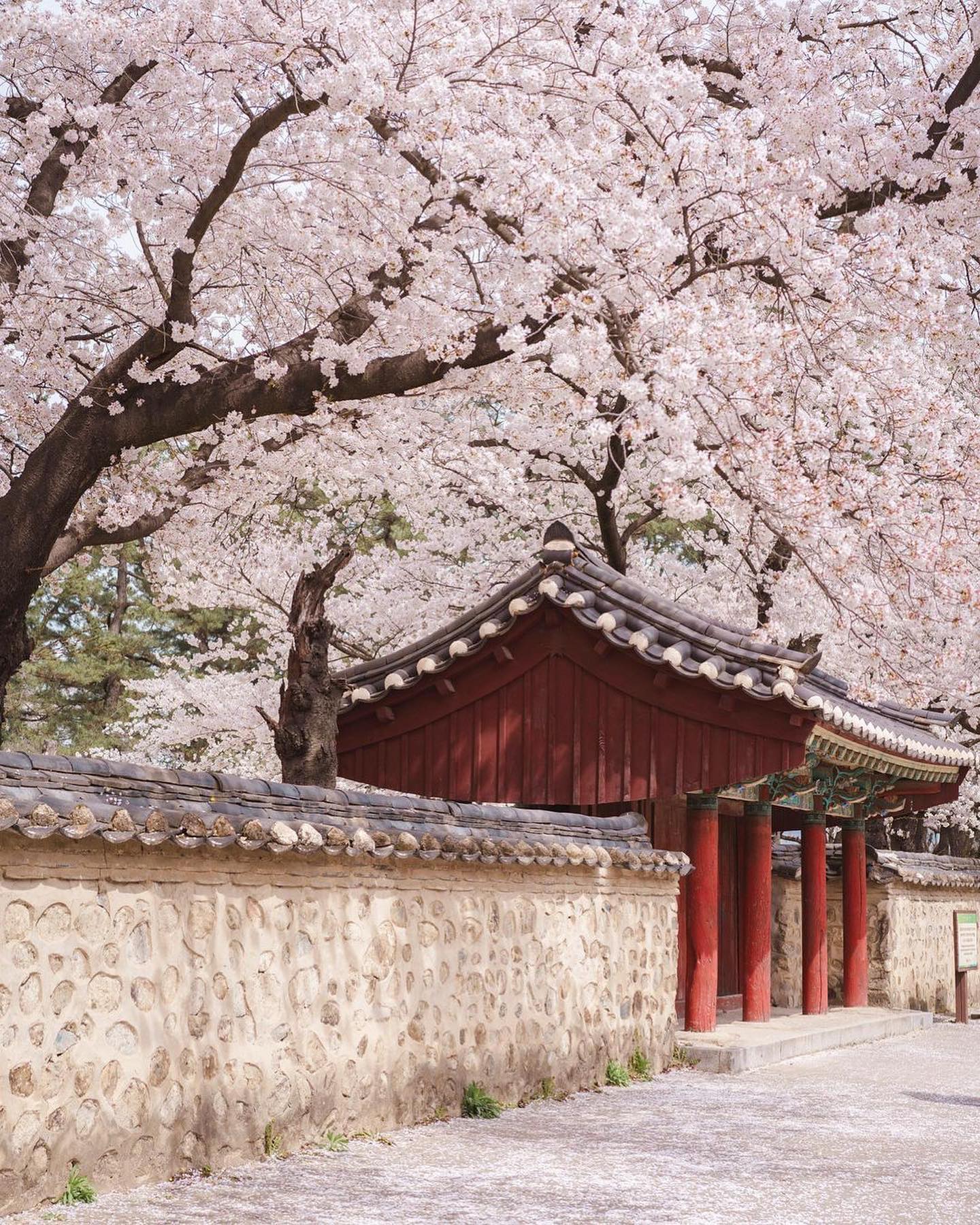 경기도 벚꽃 명소 추천