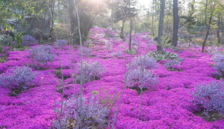 해남 포레스트 수목원