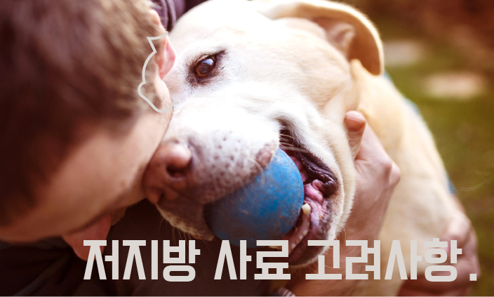 강아지-췌장염