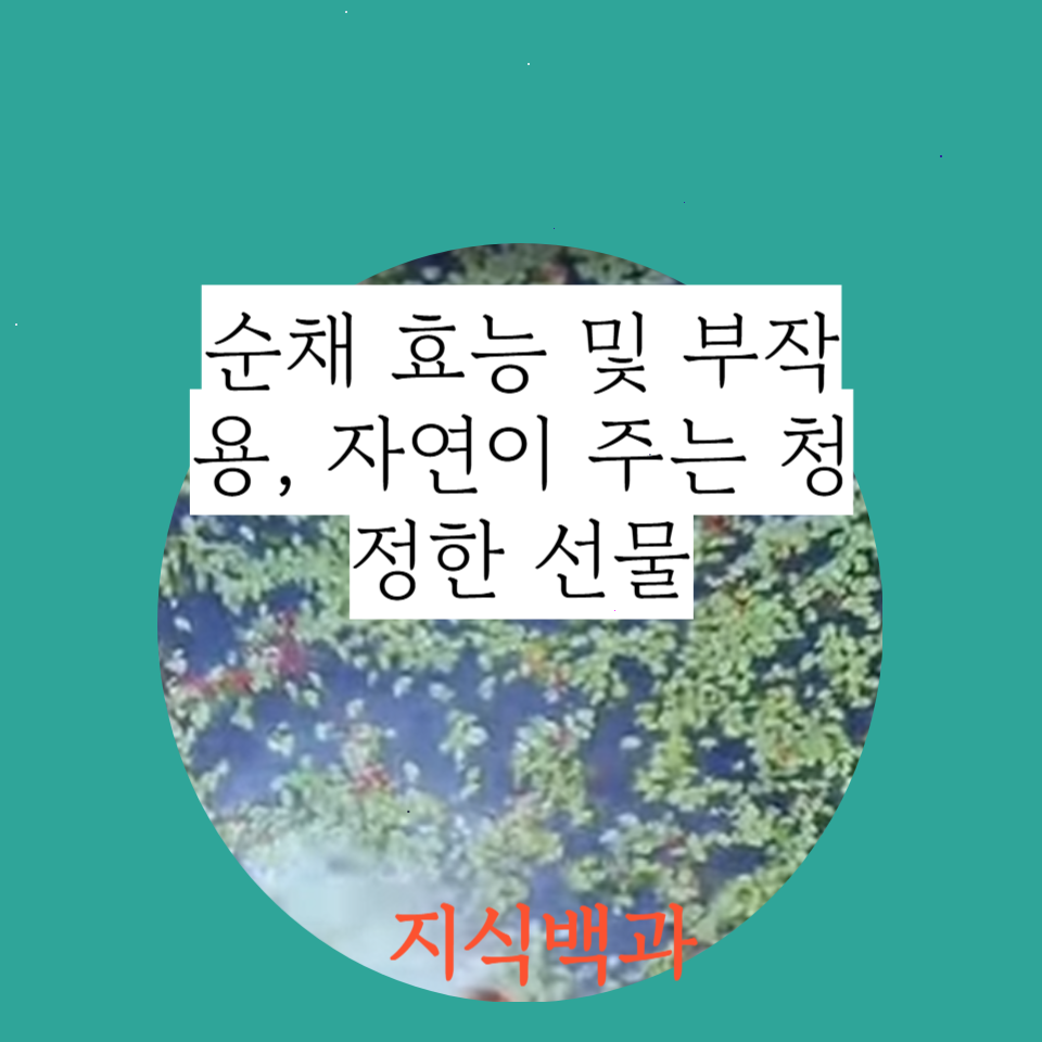 순채 효능 및 부작용, 자연이 주는 청정한 선물