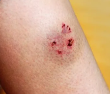 강아지 꿈해몽 개꿈 의미