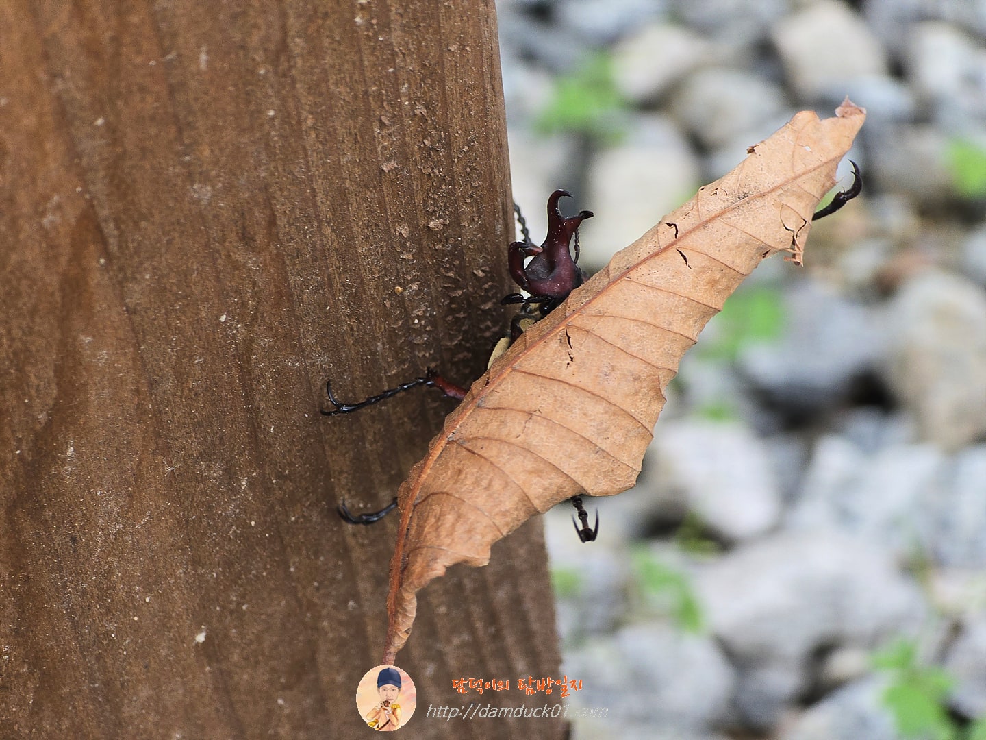 골리앗 꽃무지(?)