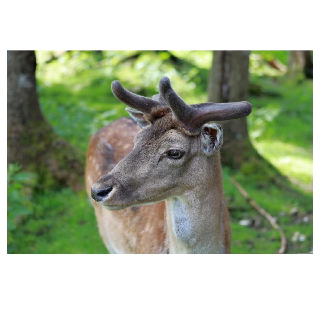 녹용과 관련된 사진입니다.