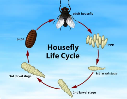 날파리-알-퇴치-제거-없애는-법-6