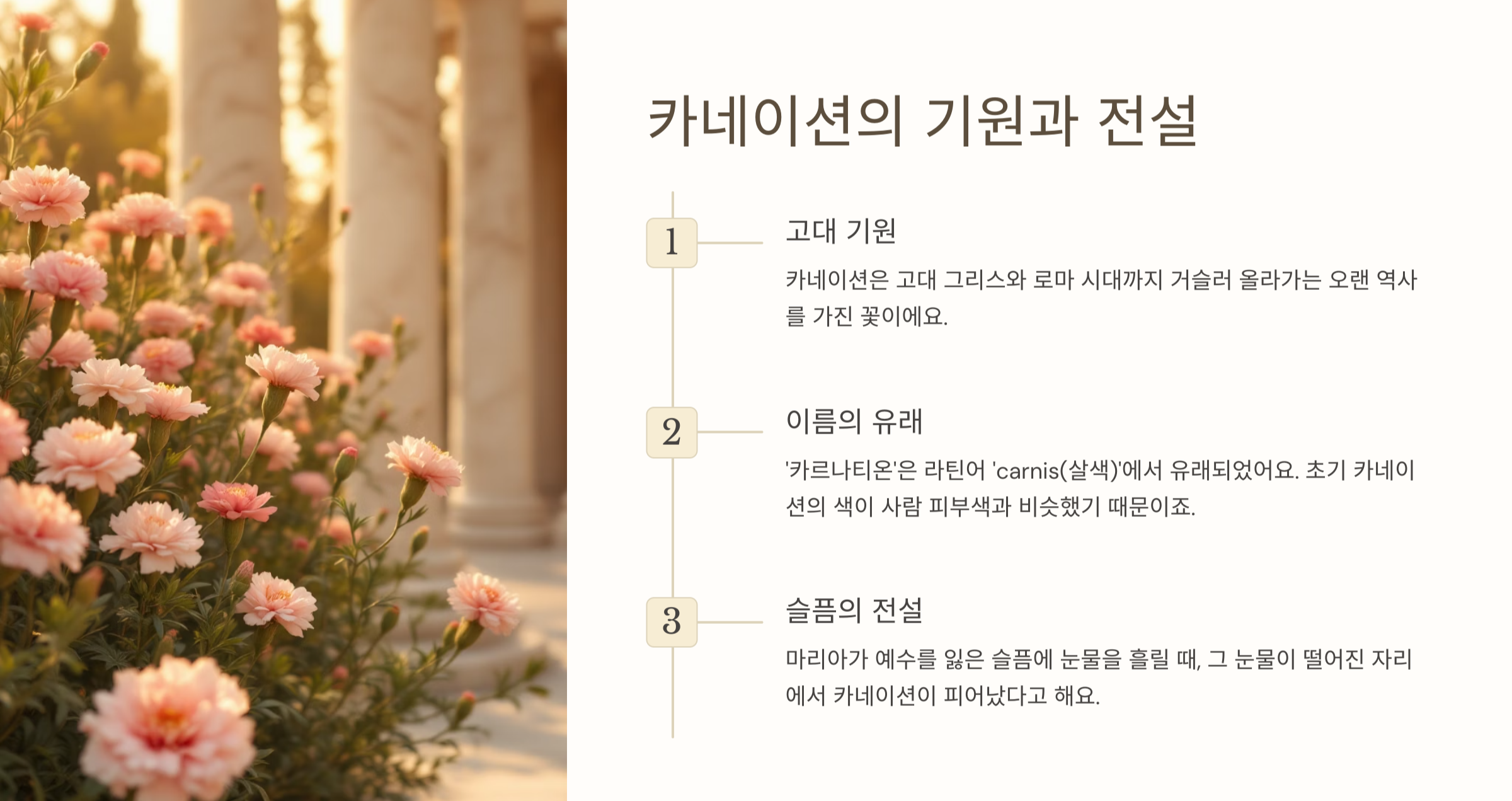 카네이션