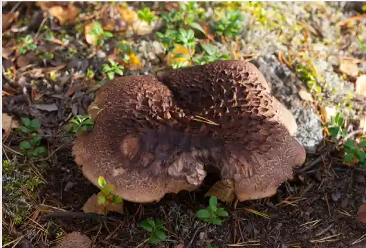 자연산 능이버섯 가격 및 효능과 주의점