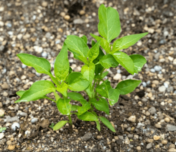 고추 모종 심는 시기 간격 방법 및 키우는 방법 알아보기