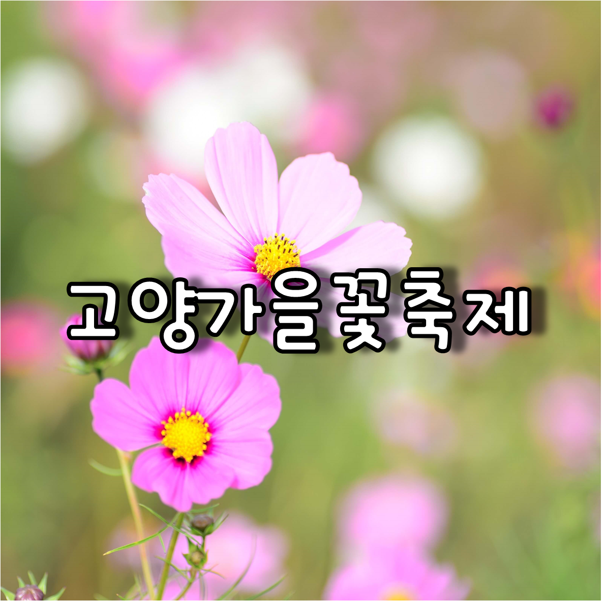 고양가을꽃축제