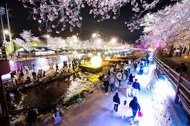 2024 청춘 금오천 벚꽃페스티벌 여기서 다시 봄 축제 기본일정과 프로그램 일정