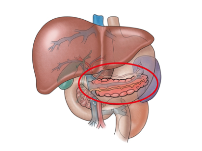 췌장 이미지