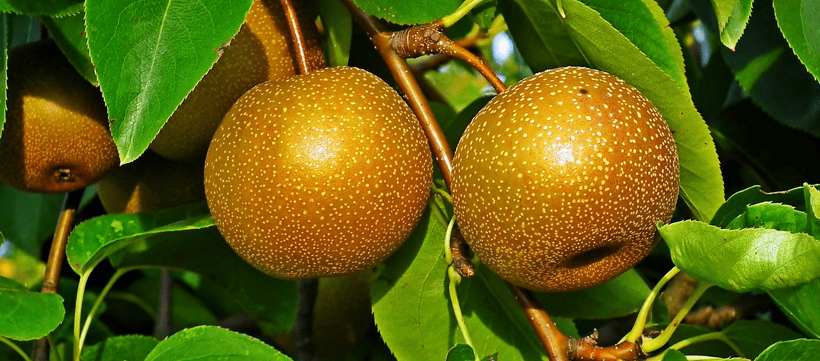 과일 배 사진 - 21