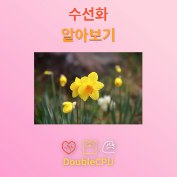 수선화 꽃말 및 탐구