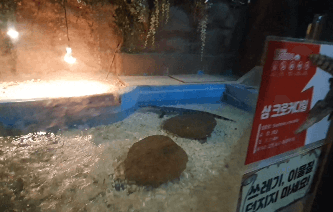 실내동물원-샴크로커다일