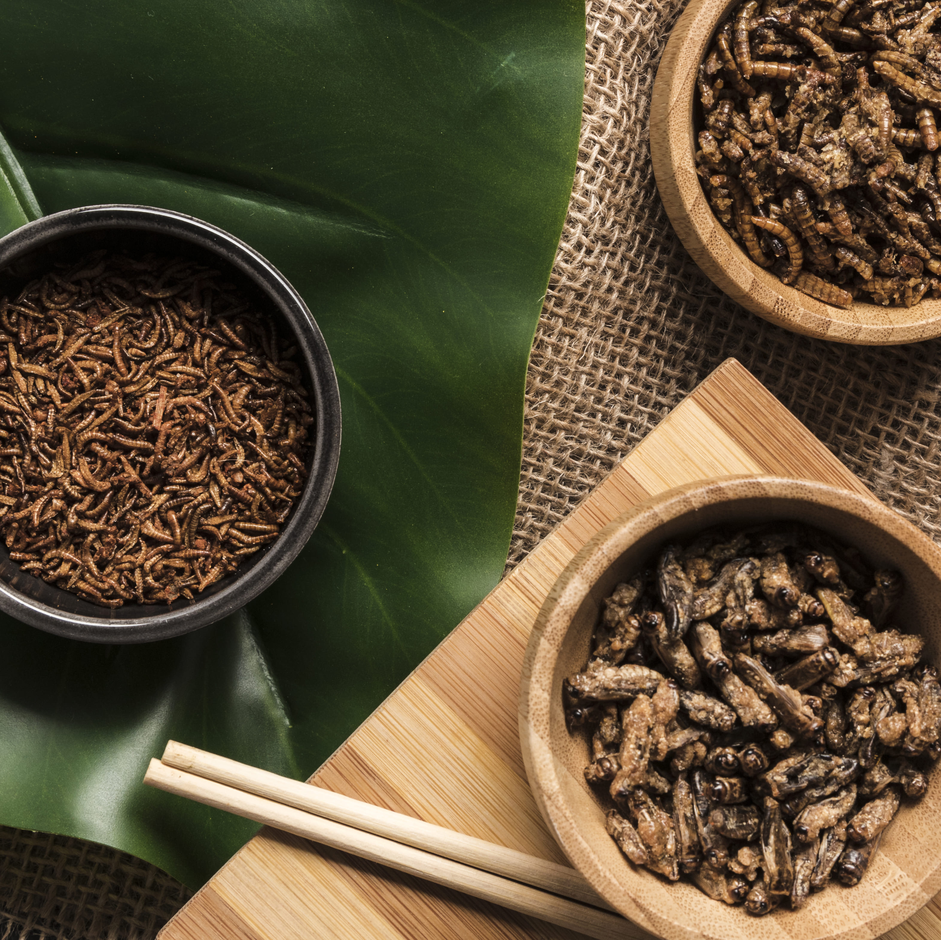 [농업]곤충 농업이란? 도시에서 시작하는 친환경 단백질 생산법