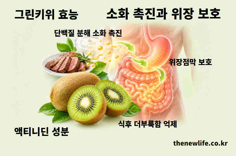 그린키위 효능 소화 촉진 위장 보호