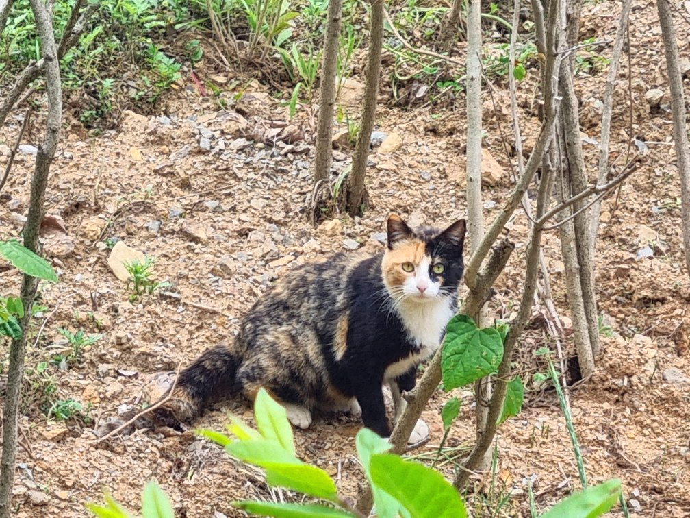김포 가혜리카페: 또 가고 싶은 자연 속 브런치카페, 리뷰이벤트, 평화누리길