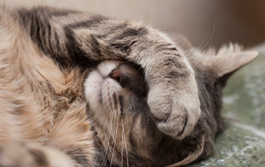 얼굴을 덮는 고양이.