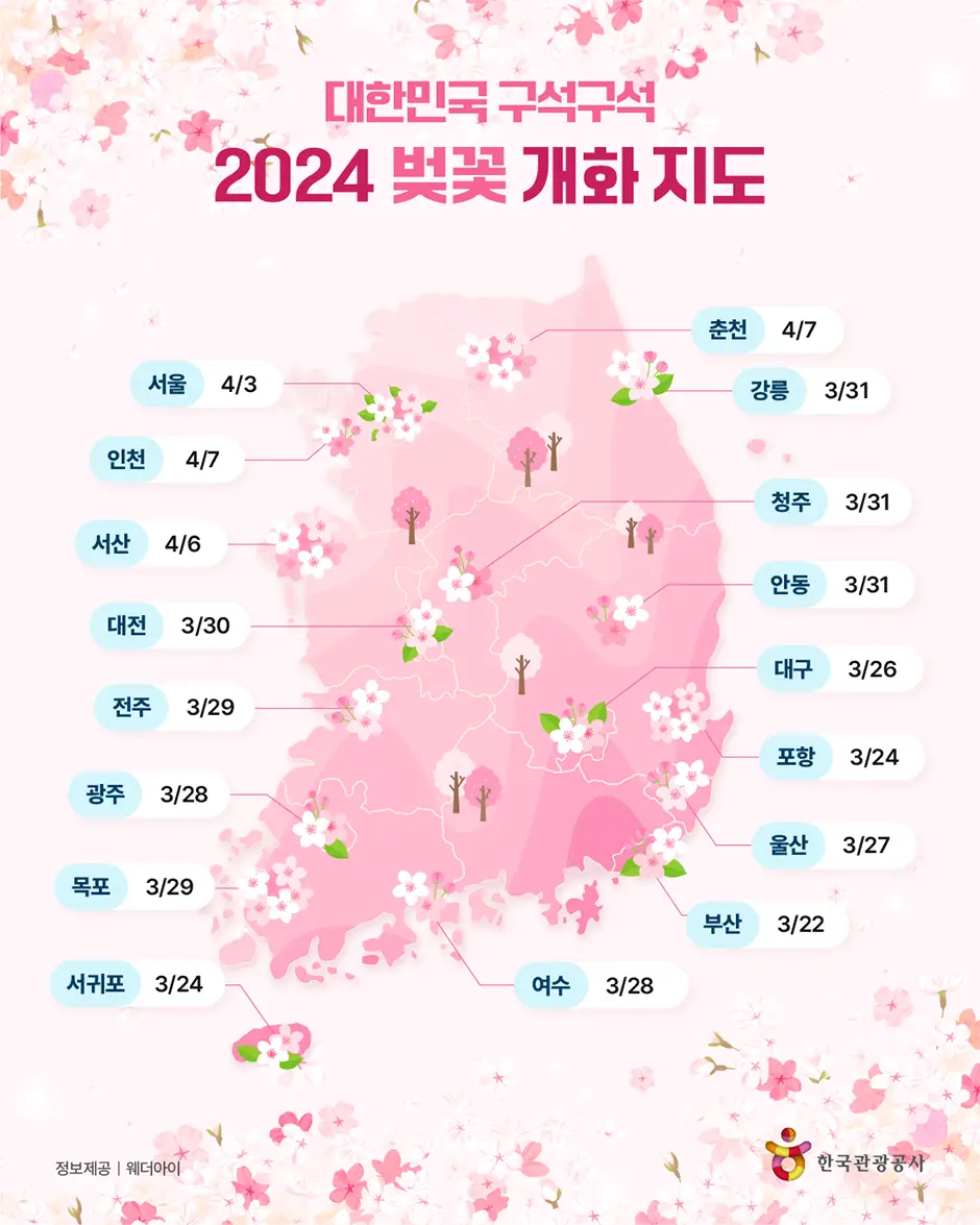 2024 벚꽃 개화시기