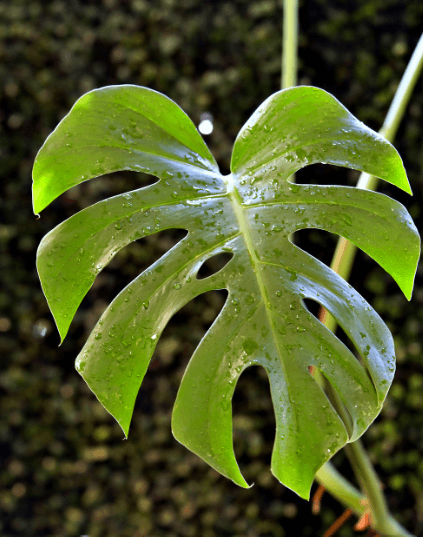 몬스테라 공중뿌리