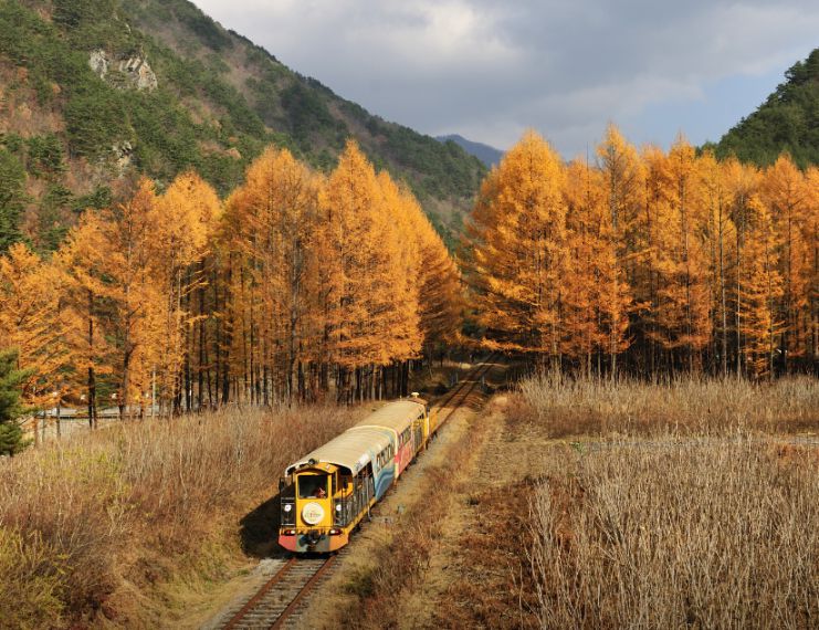 정선 레일바이크