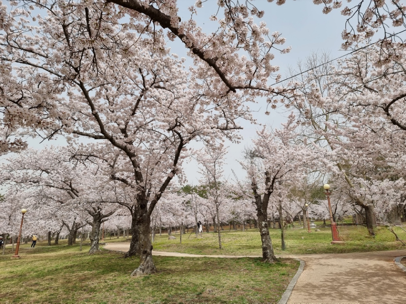 벚꽃