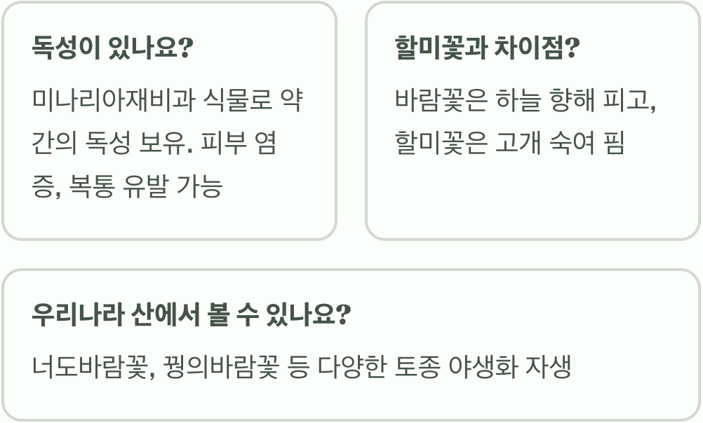 바람꽃 꽃말과 상징적 의미 총정리